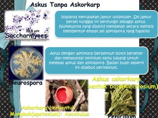 biasanya merupakan jamur uniseluler. Sel jamur
bersel tunggal ini berfungsi sebagai askus.
Nukleusnya yang diploid membelah secara meiosis
membentuk empat sel askospora yang haploid
Akus dengan askokarp berbentuk botol berleher
dan mempunyai ostiolum yaitu lubang untuk
melepas askus dan askospora. Badan buah seperti
ini disebut peritesium.
 