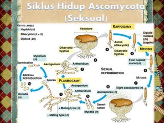 ascomycota,basidiomycta,deutermycota