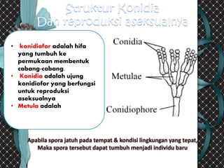 • konidiofor adalah hifa
yang tumbuh ke
permukaan membentuk
cabang-cabang.
• Konidia adalah ujung
konidiofor yang berfungsi
untuk reproduksi
aseksualnya
• Metula adalah
 