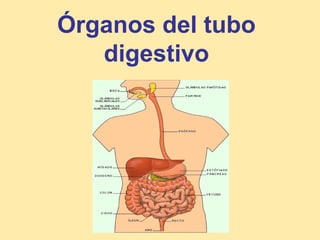 Órganos del tubo 
digestivo 
 