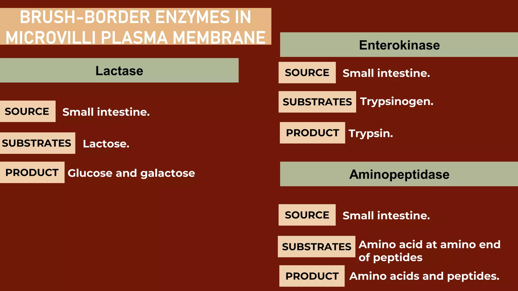 Biology: Digestive System | PPTX