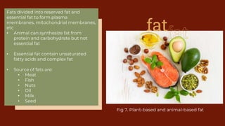 Biology: Digestive System | PPTX