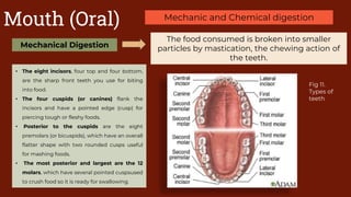 Biology: Digestive System | PPTX