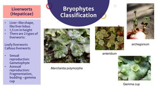 Bryophyte Classification Biology: Kingdom Plantae | PDF