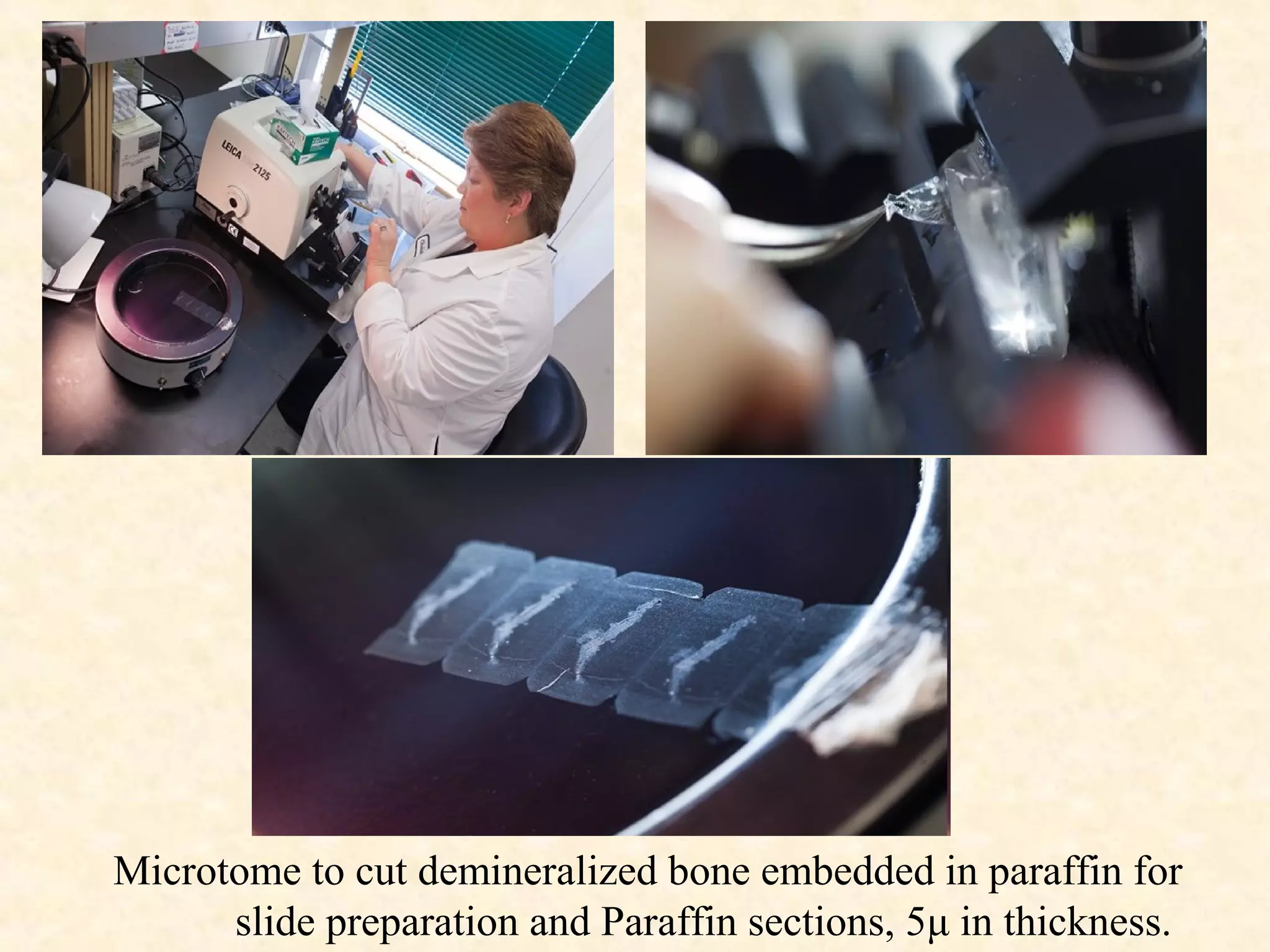 Microtome to cut demineralized bone embedded in paraffin for
slide preparation and Paraffin sections, 5μ in thickness.
 