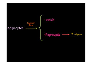 •
                       Isolés
             Peuvent
              être
Adipocytes

                       •
                       Regroupés   T. adipeux
 