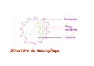 Pseudopodes


                          Noyau
                          réniforme

                           Lysosome




Structure du macrophage
 