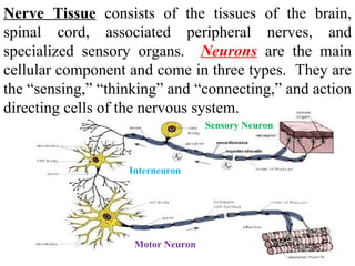 Nerve Tissue  consists of the tissues of the brain, spinal cord, associated peripheral nerves, and specialized sensory organs.  Neurons  are the main cellular component and come in three types.  They are the “sensing,” “thinking” and “connecting,” and action directing cells of the nervous system. Sensory Neuron Interneuron Motor Neuron 