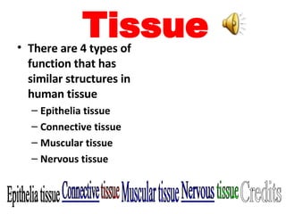 Tissue ,[object Object],[object Object],[object Object],[object Object],[object Object],Epithelia tissue Muscular tissue Credits 