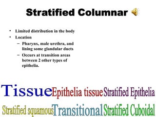 Limited distribution in the body Location Pharynx, male urethra, and lining some glandular ducts Occurs at transition areas between 2 other types of epithelia. Tissue Epithelia tissue Stratified Epithelia Stratified Cuboidal Transitional Stratified squamous 