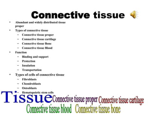 Connective  tissue Abundant and widely distributed tissue proper Types of connective tissue Connective tissue proper Connective tissue cartilage Connective tissue Bone Connective tissue Blood Function Binding and support Protection Insulation Transportation Types of cells of connective tissue Fibroblasts Chondroblasts Osteoblasts Hematopoietic stem cells Tissue Connective tissue proper Connective tissue cartilage Connective tissue bone Connective tissue blood 