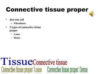 Connective tissue proper Just one cell Fibroblasts 2 types of connective tissue proper Loose Dense Tissue Connective tissue Connective tissue proper: Loose Connective tissue proper: Dense 