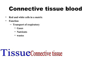 Connective tissue blood Red and white cells in a matrix Function Transport of respiratory  Gases Nutrients wastes Tissue Connective tissue 