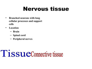 Nervous tissue Branched neurons with long cellular processes and support cells Location Brain Spinal cord Peripheral nerves Tissue Connective tissue 