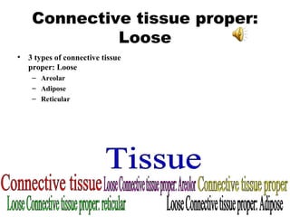 Connective tissue proper: Loose 3 types of connective tissue proper: Loose Areolar Adipose Reticular Tissue Connective tissue Connective tissue proper Loose Connective tissue proper: reticular Loose Connective tissue proper: Adipose Loose Connective tissue proper: Areolor 