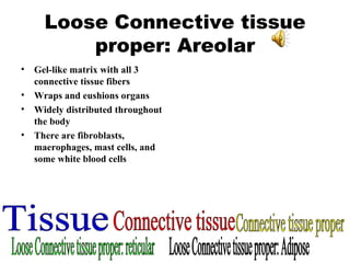 Loose Connective tissue proper: Areolar Gel-like matrix with all 3 connective tissue fibers Wraps and eushions organs Widely distributed throughout the body There are fibroblasts, maerophages, mast cells, and some white blood cells Tissue Connective tissue Connective tissue proper Loose Connective tissue proper: reticular Loose Connective tissue proper: Adipose 