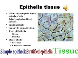 Epithelia tissue Cellularity- composed almost entirely of cells Polarity-apical and basal surfaces Special contacts Support by connective tissue Types of Epithelia Simple Stratified Shapes of cells Squamous Cuboidal or columnar Simple epithelia Stratified epithelia Tissue 