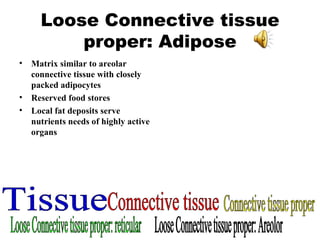 Loose Connective tissue proper: Adipose Matrix similar to areolar connective tissue with closely packed adipocytes Reserved food stores Local fat deposits serve nutrients needs of highly active organs Tissue Connective tissue Connective tissue proper Loose Connective tissue proper: reticular Loose Connective tissue proper: Areolor 