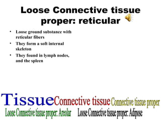 Loose Connective tissue proper: reticular Loose ground substance with reticular fibers They form a soft internal skeleton They found in lymph nodes, and the spleen Tissue Connective tissue Connective tissue proper Loose Connective tissue proper: Areolar Loose Connective tissue proper: Adipose 