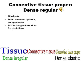 Connective tissue proper: Dense regular Fibroblasts Found in tendons, ligaments, and aponearoses Parallel collagen fibers with a few elastic fibers Tissue Connective tissue Connective tissue proper Dense irregular Dense elastic 
