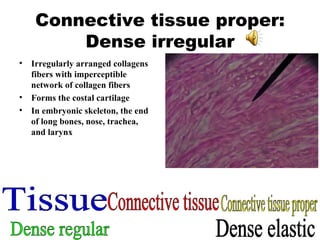 Connective tissue proper: Dense irregular Irregularly arranged collagens fibers with imperceptible network of collagen fibers Forms the costal cartilage In embryonic skeleton, the end of long bones, nose, trachea, and larynx Tissue Connective tissue Connective tissue proper Dense elastic Dense regular 
