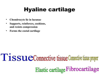 Hyaline cartilage Chondrocyte lie in lacunae Supports, reinforces, cushions, and resists compression Forms the costal cartilage Tissue Connective tissue Connective tissue proper Elastic cartilage Fibrocartilage 