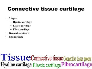 Connective tissue cartilage 3 types Hyaline cartilage Elastic cartilage Fibro cartilage Ground substance Chondrocyte Tissue Connective tissue Connective tissue proper Hyaline cartilage Elastic cartilage Fibrocartilage 