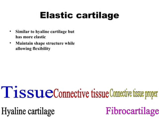 Elastic cartilage Similar to hyaline cartilage but has more elastic Maintain shape structure while allowing flexibility Tissue Connective tissue Connective tissue proper Hyaline cartilage Fibrocartilage 
