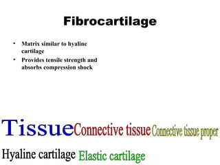 Fibrocartilage Matrix similar to hyaline cartilage  Provides tensile strength and absorbs compression shock Tissue Connective tissue Connective tissue proper Hyaline cartilage Elastic cartilage 