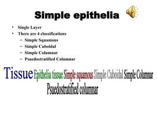 Simple epithelia   Single Layer There are 4 classifications Simple Squamous Simple Cuboidal Simple Columnar Psuedostratified Columnar Tissue Epithelia tissue Simple squamous Simple Cuboidal Simple Columnar Psuedostratified columnar 