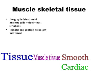 Muscle skeletal tissue Long, cylindrical, multi nucleate cells with obvious striations Initiates and controls voluntary movement Tissue Cardiac Smooth Muscle tissue 