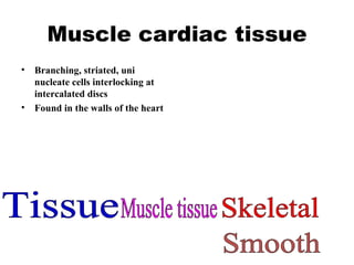Muscle cardiac tissue Branching, striated, uni nucleate cells interlocking at intercalated discs Found in the walls of the heart Tissue Muscle tissue Skeletal Smooth 