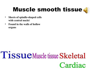 Muscle smooth tissue Sheets of spindle-shaped cells with central nuclei Found in the walls of hollow organs Tissue Muscle tissue Skeletal Cardiac 