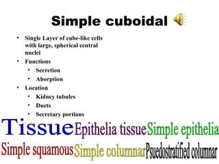 Simple cuboidal Single Layer of cube-like cells with large, spherical central nuclei Functions Secretion Aborption Location Kidney tubules Ducts Secretary portions Tissue Epithelia tissue Simple epithelia Simple squamous Simple columnar Psuedostratified columnar 
