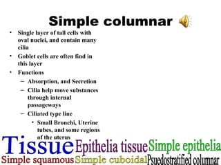 Simple columnar Single layer of tall cells with oval nuclei, and contain many cilia Goblet cells are often find in this layer Functions Absorption, and Secretion Cilia help move substances through internal passageways Ciliated type line  Small Bronchi, Uterine tubes, and some regions of the uterus Tissue Epithelia tissue Simple epithelia Simple squamous Simple cuboidal Psuedostratified columnar 