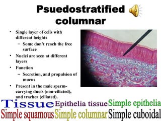 Single layer of cells with different heights Some don’t reach the free surface Nuclei are seen at different layers Function Secretion, and propulsion of mucus Present in the male sperm- carrying ducts (non-ciliated), and trachea (ciliated). Epithelia tissue Simple epithelia Simple squamous Simple columnar Simple cuboidal Tissue 