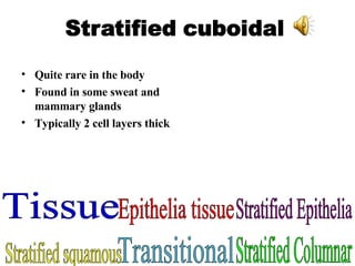 Quite rare in the body Found in some sweat and mammary glands Typically 2 cell layers thick Stratified squamous Tissue Epithelia tissue Stratified Epithelia Stratified Columnar Transitional 
