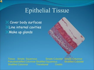 Transitional Vs Simple Columnar Tissue | PPT
