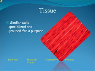 Tissue ,[object Object],Epithelial Muscular Connective Nervous  Credits 