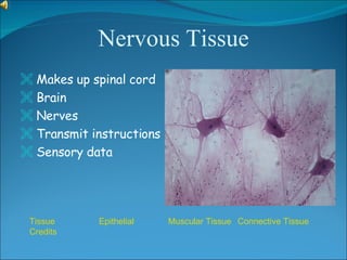 Nervous Tissue <ul><li>Makes up spinal cord </li></ul><ul><li>Brain </li></ul><ul><li>Nerves </li></ul><ul><li>Transmit in...