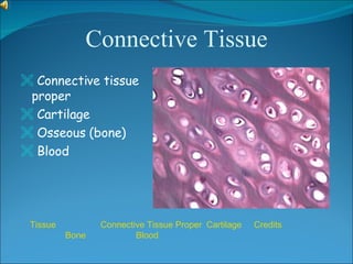 Connective Tissue <ul><li>Connective tissue proper </li></ul><ul><li>Cartilage </li></ul><ul><li>Osseous (bone) </li></ul>...
