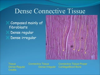 Dense Connective Tissue <ul><li>Composed mainly of fibroblasts </li></ul><ul><li>Dense regular </li></ul><ul><li>Dense irr...