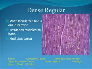 Dense Regular <ul><li>Withstands tension in one direction </li></ul><ul><li>Attaches muscles to bone </li></ul><ul><li>And...