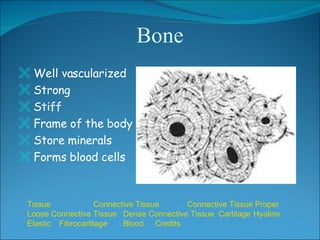 Bone <ul><li>Well vascularized </li></ul><ul><li>Strong </li></ul><ul><li>Stiff </li></ul><ul><li>Frame of the body </li><...