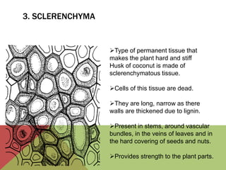 3. SCLERENCHYMA


                  Type of permanent tissue that
                  makes the plant hard and stiff
                  Husk of coconut is made of
                  sclerenchymatous tissue.

                  Cells of this tissue are dead.

                  They are long, narrow as there
                  walls are thickened due to lignin.

                  Present in stems, around vascular
                  bundles, in the veins of leaves and in
                  the hard covering of seeds and nuts.

                  Provides strength to the plant parts.
 