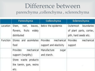 Difference between
parenchyma ,collenchyma , sclerenchyma

              
 