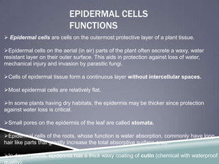 EPIDERMAL CELLS
                            FUNCTIONS
 Epidermal cells are cells on the outermost protective layer of a plant tissue.

Epidermal cells on the aerial (in air) parts of the plant often secrete a waxy, water
resistant layer on their outer surface. This aids in protection against loss of water,
mechanical injury and invasion by parasitic fungi.

Cells of epidermal tissue form a continuous layer without intercellular spaces.

Most epidermal cells are relatively flat.

In some plants having dry habitats, the epidermis may be thicker since protection
against water loss is critical.

Small pores on the epidermis of the leaf are called stomata.

Epidermal cells of the roots, whose function is water absorption, commonly have long
hair like parts that greatly increase the total absorptive surface area.

In desert plants, epidermis has a thick waxy coating of cutin (chemical with waterproof
quality).
 