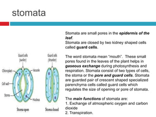 stomata
          Stomata are small pores in the epidermis of the
          leaf.
          Stomata are closed by two kidney shaped cells
          called guard cells.

          The word stomata mean “mouth”. These small
          pores found in the leaves of the plant helps in
          gaseous exchange during photosynthesis and
          respiration. Stomata consist of two types of cells,
          the stoma or the pore and guard cells. Stomata
          are guarded pair of crescent shaped specialized
          parenchyma cells called guard cells which
          regulates the size of opening or pore of stomata.

          The main functions of stomata are:
          1. Exchange of atmospheric oxygen and carbon
          dioxide
          2. Transpiration.
 