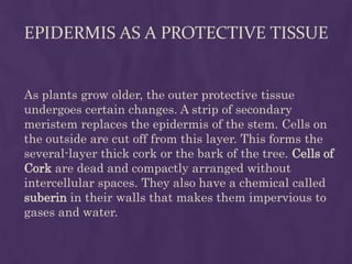 EPIDERMIS AS A PROTECTIVE TISSUE


As plants grow older, the outer protective tissue
undergoes certain changes. A strip of secondary
meristem replaces the epidermis of the stem. Cells on
the outside are cut off from this layer. This forms the
several-layer thick cork or the bark of the tree. Cells of
Cork are dead and compactly arranged without
intercellular spaces. They also have a chemical called
suberin in their walls that makes them impervious to
gases and water.
 