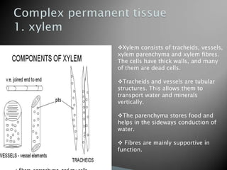 Xylem consists of tracheids, vessels,
xylem parenchyma and xylem fibres.
The cells have thick walls, and many
of them are dead cells.

Tracheids and vessels are tubular
structures. This allows them to
transport water and minerals
vertically.

The parenchyma stores food and
helps in the sideways conduction of
water.

 Fibres are mainly supportive in
function.
 